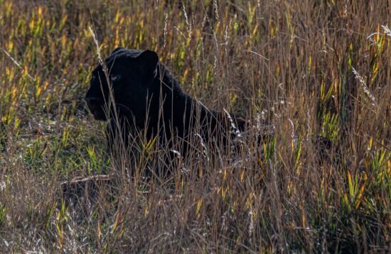 Kabini wildlife tour